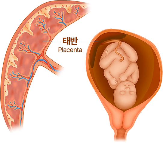 태반 이미지